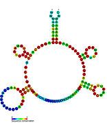 FMN riboswitch: Secondary structure for the riboswitch marked up by sequence conservation. Family RF00050.