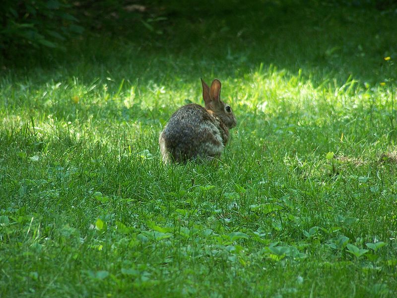 File:Rabitty the rabbit2.jpg