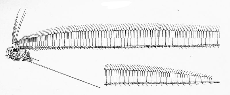 File:Regalecus glesne skeleton.jpg