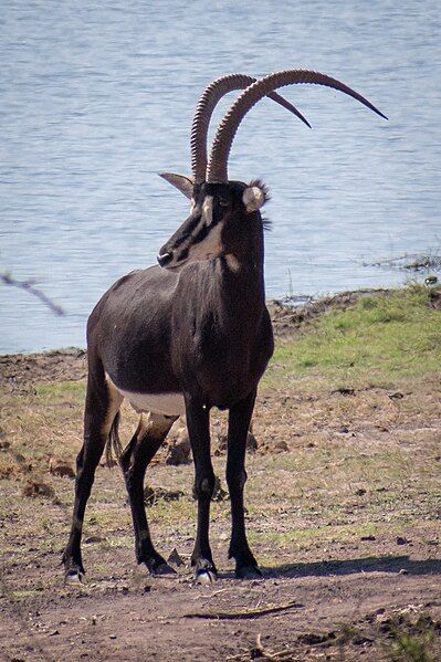 File:Sable Profile Chobe.jpg