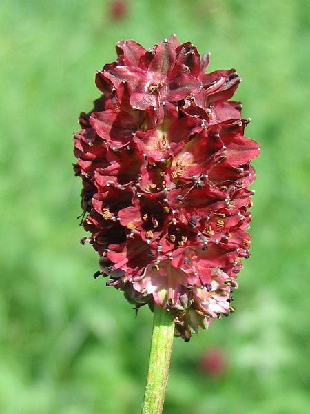 File:Sanguisorba-officinalis.jpg