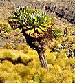 Some senecio plants retain their dead leaves around the stems as insulation against the freezing cold nights.