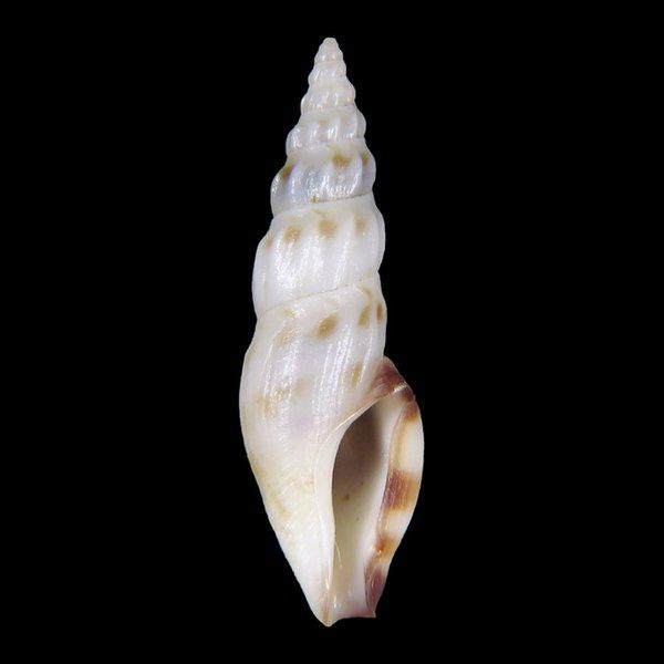 File:Shell Otitoma pictolabra.jpg