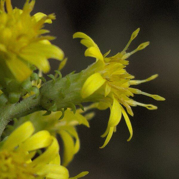 File:Solidago squarrosa capitulum.jpg