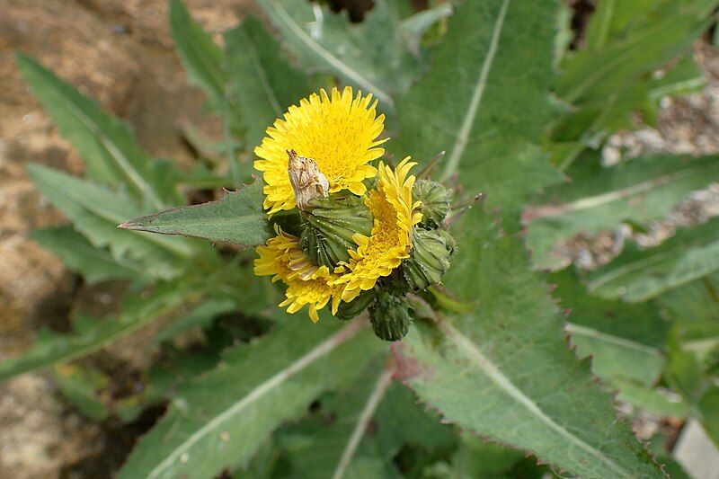 File:Sonchus kirkii kz6.jpg