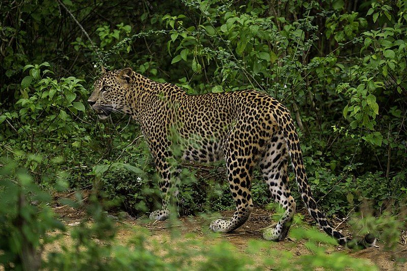 File:Sri-lankan-leopard-yala-casey-klebba.jpg