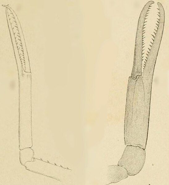 File:Stenochirus claws.jpg