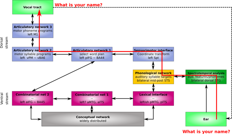 File:T16-DorsalRepetition.png