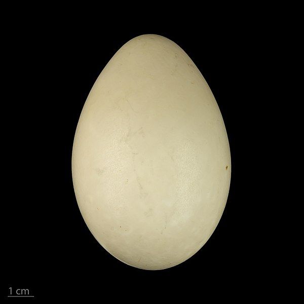 File:Tachyeres brachypterus MHNT.ZOO.2010.11.13.7.jpg