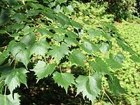 Tilia mongolica