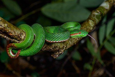 Trimeresurus gumprechti, male, by Rushenb