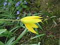 Tulipa sylvestris flower opening