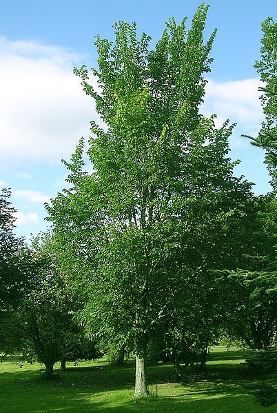 File:Ulmus 'Dodoens' SHHG.jpg