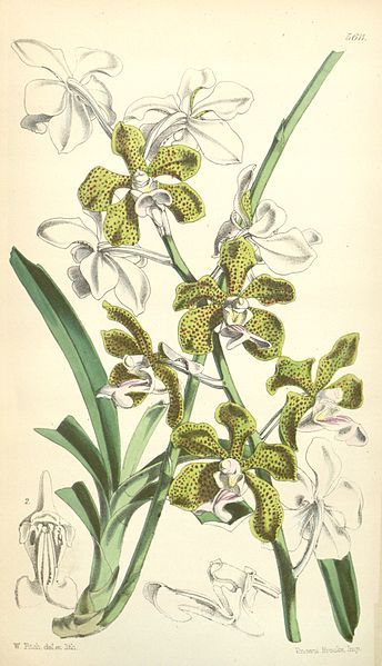 File:Vanda bensonii.jpg