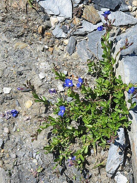 File:Veronica fruticans01.jpg