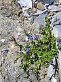 Rock speedwell.