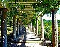 Wisteria covered pergola