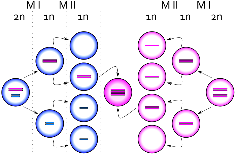 File:XXXX syndrome.svg