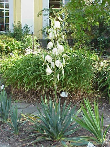 File:Yucca filamentosa1.jpg