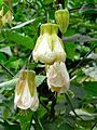 Abutilon 'Patricia'