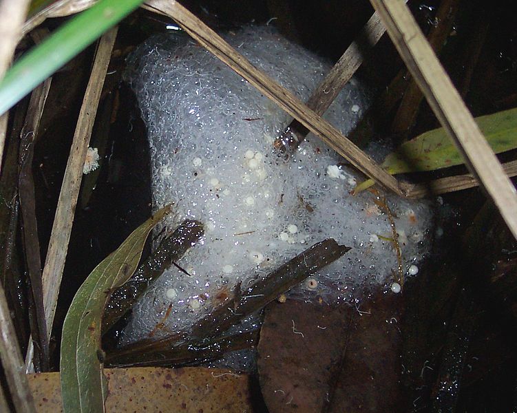 File:Adelotus spawn.jpg