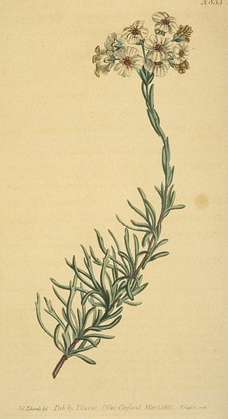 File:African Rosemary.jpg