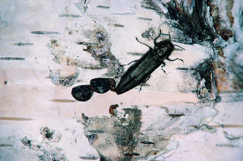 File:Agrilus anxius.jpg