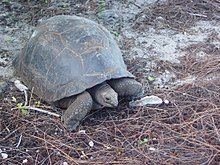 Aldabra tortoise