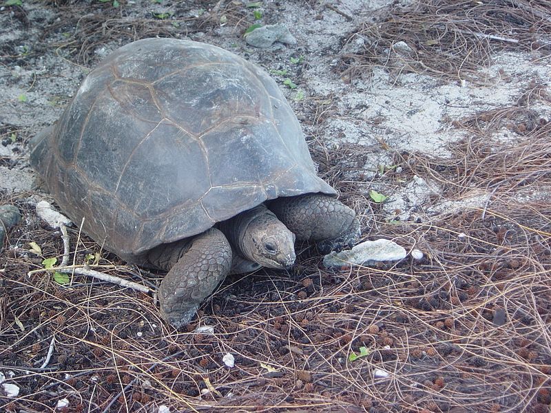 File:Aldabra Atoll-108993.jpg