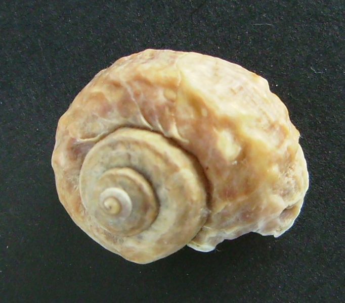 File:Amphibola crenata 2.JPG