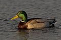 Quality image Mallard drake