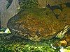 A Chinese giant salamander