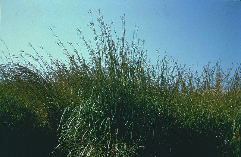 File:Andropogon gerardii.jpg