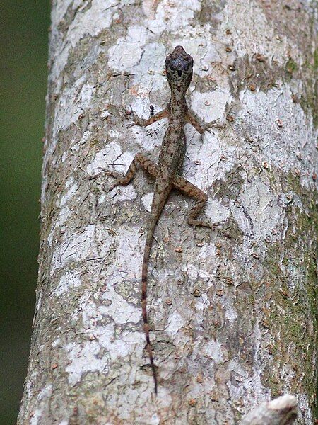 File:Anolis limifrons.jpg