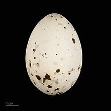 Egg