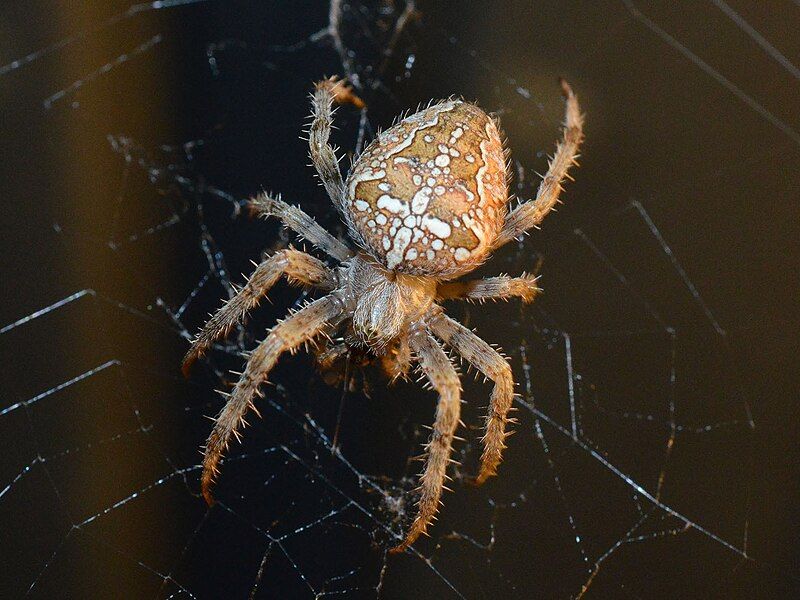 File:Araneus diadematus 257107384.jpg