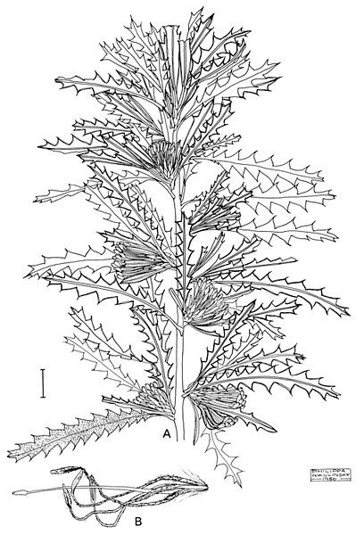 File:Banksia serra.jpg