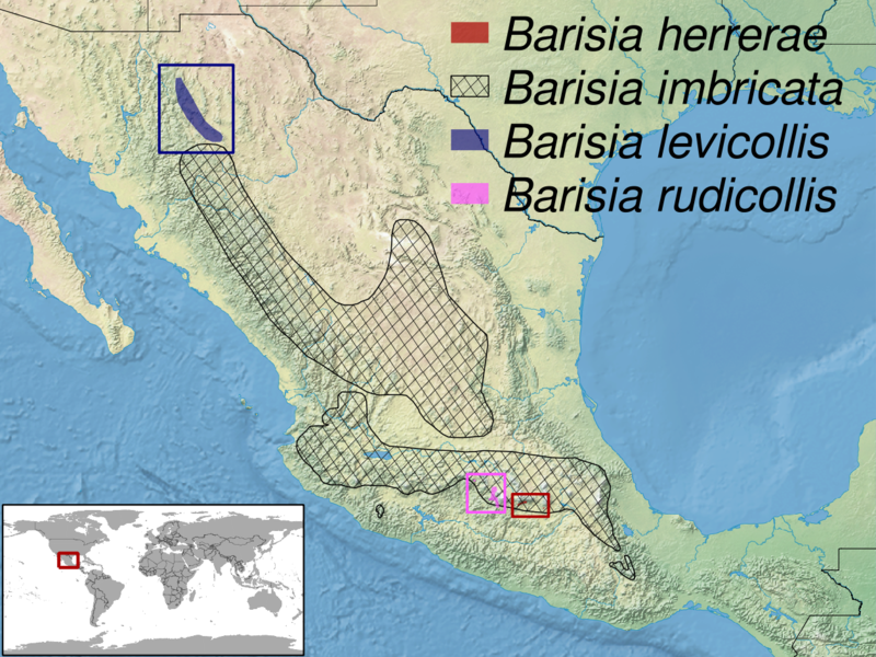 File:Barisia sp. distribution.png