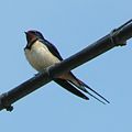 Barn Swallow