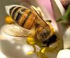 Western honey bee