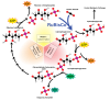 Calvin-cycle4.svg