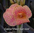 Canna 'Mary Layden', Dalebö 2005