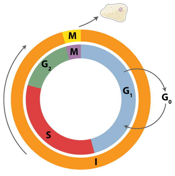 File:Cell Cycle 3.png