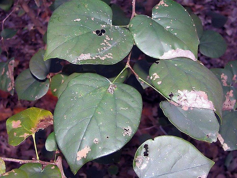 File:Cercis chinensis 1zz.jpg