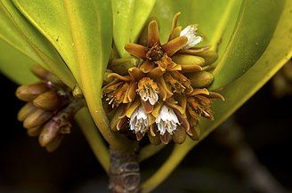 flowering