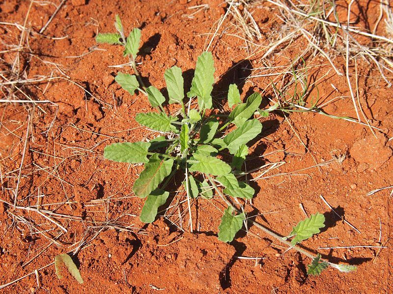 File:Convolvulus clementii habit.jpg