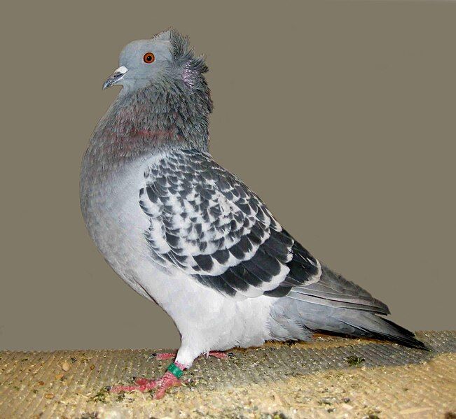 File:Crested soultz(blue chequer).jpg