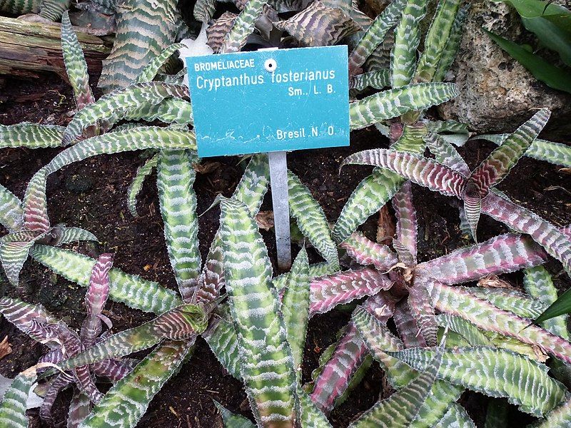 File:Cryptanthus fosterianus.JPG