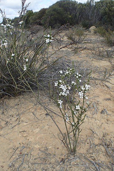 File:Cyanothamnus fabianoides habit.jpg