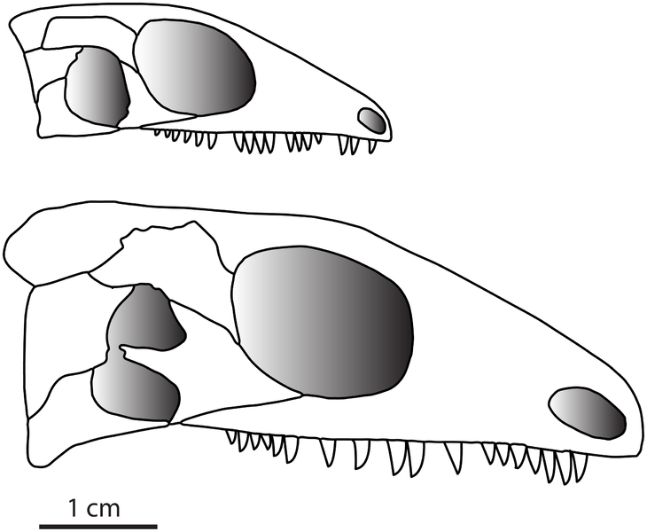 File:Delorhynchus skull.PNG